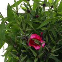Dianthus Corona Cherry Magic Super 6 Pack Boxed Bedding