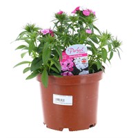 Dianthus Dash Mixed 3L Pot Bedding