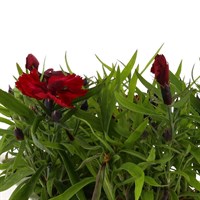 Dianthus Diamond Red 6 Pack Boxed Bedding