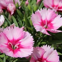 Dianthus Diamond Blush Pink 6 Pack Boxed Bedding