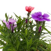 Dianthus Diana Mixed 6 Pack Boxed Bedding