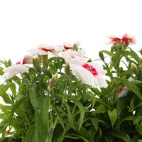 Dianthus Diana Red Centred White 6 Pack Boxed Bedding 