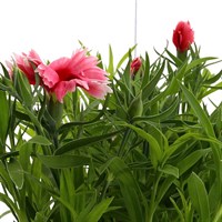 Dianthus Diana Scarlet Pictoee 6 Pack Boxed Bedding 