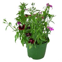 Dianthus Ideal Mixed 2L Pot Bedding