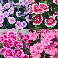 Dianthus Perennial Set - Mixed Colours - 5 x 9cm Pots