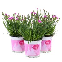 Dianthus Pink Kiss - 3 x 11cm Pots