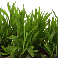 Dianthus Raspberry Parfait 6 Pack Boxed Bedding