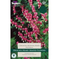 Taylors Bulbs Dicentra Spectabilis (Single Pack) (TS825)