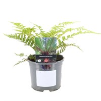Dicksonia Antarctica Fern - 2L Pot