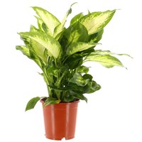 Dieffenbachia Camilla in a 17cm Pot