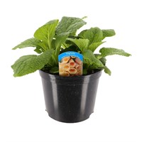 Digitalis Dalmation Peach 5L Pot Bedding
