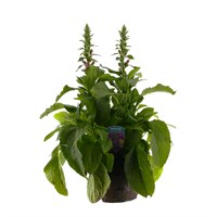 Digitalis Dalmation Purple 5L Pot Bedding