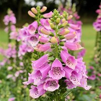 Digitalis Dalmation Rose 5L Pot Bedding