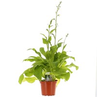 Digitalis F1 Mixed 3L Pot Perennial