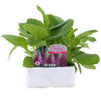 Digitalis Foxy Mix 6 Pack Boxed Bedding