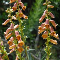 Digitalis Goldcrest Perennial Plant 2L Pot - Set of 3