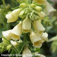 Digitalis Grandiflora Carillion 9cm Pot - Set of 3