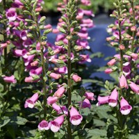 Digitalis Lucas Early Pink Perennial Plant 2L Pot - Set of 3