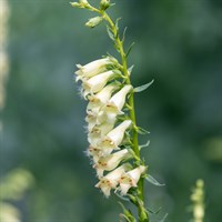 Digitalis Lutea Perennial Plant 9cm Pot - Set of 3