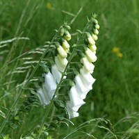 Digitalis lutea Perennial Plant in a 9cm Pot