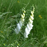 Digitalis Ner Snow Thimble Perennial Plant 9cm Pot - Set of 3