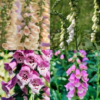 Digitalis Perennial Set - Mixed Colours - 3 x 2L Pots