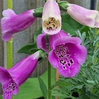 Digitalis Purp Foxy Bee Purple 9cm Perennial Plant - Set of 3