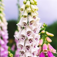 Digitalis Purp Foxy Bee White 9cm Perennial Plant - Set of 3