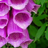 Digitalis Purpurea Perennial Plant 9cm Pot - Set of 3