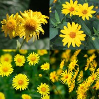 Doronicum Perennial Set - Mixed Colours - 3 x 2L Pots