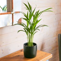 Dypsis Lutescens Chrysalidocarpus Houseplant - 24cm Pot