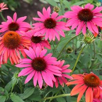 Echinacea Cheyenne Spirit Perennial Plant 2L Pot - Set of 3
