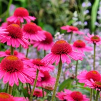 Echinacea Delicious Candy Perennial Plant 2L Pot - Set of 3