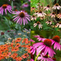 Echinacea Perennial Set - Mixed Colours - 3 x 2L Pots