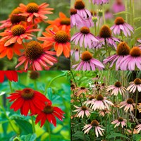 Echinacea Perennial Set - Mixed Colours - 6 x 9cm Pots