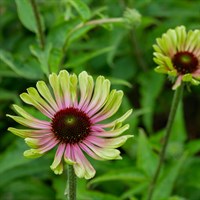 Echinacea Prairie Blaze Vintage Lime Perennial Plant 2L Pot - Set of 3