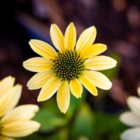 Echinacea Purp. Mellow Yellows 2L Perennial Plant - Set of 3