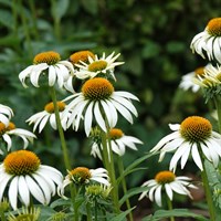 Echinacea Purpurea Alba 2L Pot - Set of 3