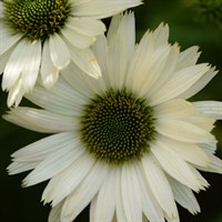 Echinacea Purpurea Virgin Perennial Plant 2L Pot - Set of 3