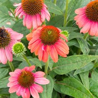 Echinacea Sunseekers Coral Perennial Plant 2L Pot - Set of 3