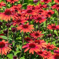 Echinacea Sunseekers Red Perennial Plant 2L Pot - Set of 3