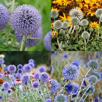 Echinops Perennial Set - Mixed Colours - 3 x 2L Pots