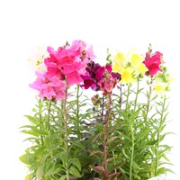 Antirrhinum Mixed 12 Pack Boxed Bedding