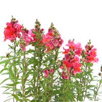 Antirrhinum Pink 12 Pack Boxed Bedding