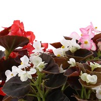 Begonia Semperflorens Mixed 12 Pack Boxed Bedding