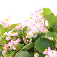 Begonia Semperflorens Pink 6 Pack Boxed Bedding