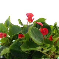 Begonia Semperflorens Red 12 Pack Boxed Bedding
