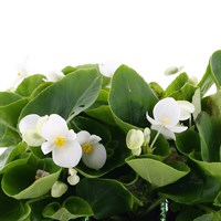 Begonia Semperflorens White 6 Pack Boxed Bedding