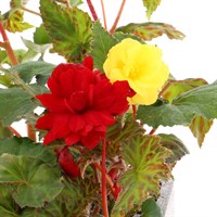 Begonia Trailing Mixed 6 Pack Boxed Bedding
