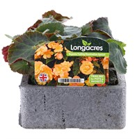 Begonia Trailing Orange 6 Pack Boxed Bedding
